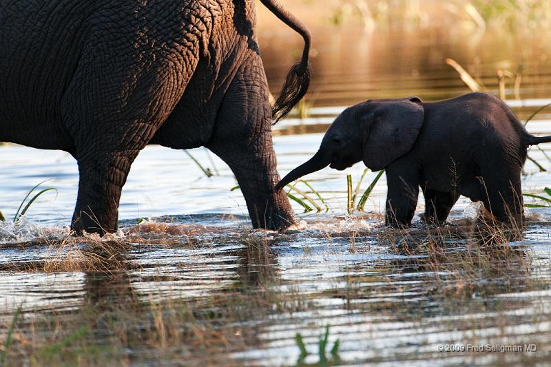 20090614_094258 D300 X1.jpg - Following large herds in Okavango Delta